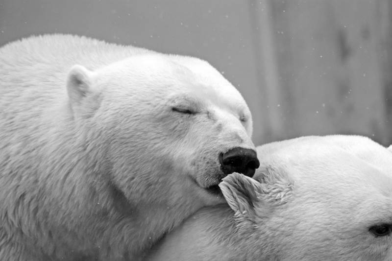 יקבלו טיפול ב"בית החולים לדובים"? דובי קוטב | צילום: www.pixabay.com