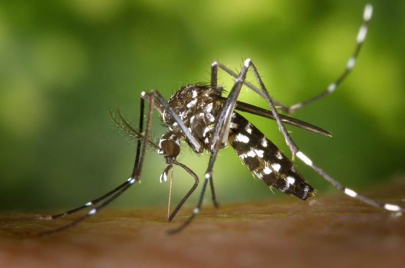 הסברה והדברה. יתוש |צילום: www.pixabay.com