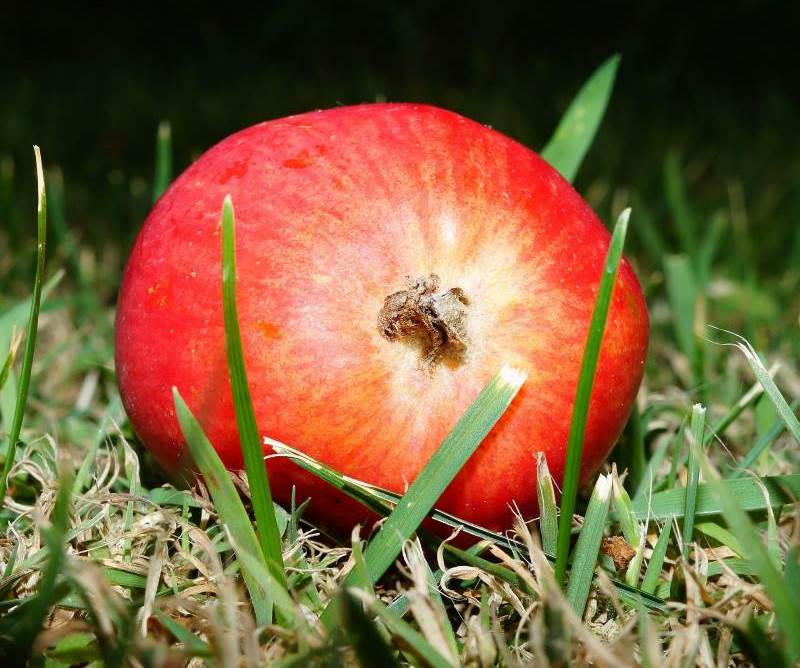 תפוח טרי, האם הוא אוכל אמיתי? תפוח | צילום המחשה: pixabay.com